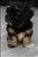 Biotoxina